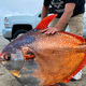 Na oregonsko plažo naplavilo 45-kilogramsko pisano ribo
