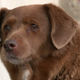 Bobi, najstarejši pes na svetu, dopolnil 31 let