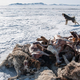 'Železna' zima v Mongoliji: poginilo že skoraj pet milijonov glav živali