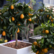 Citrusi v loncih: Drevesca, ki prinašajo vonj Sredozemlja