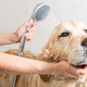 Zakaj ima pes neprijeten vonj tudi po kopanju