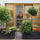 Nasvet strokovnjaka: tako bo vaše balkonsko cvetje bujno vse poletje