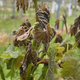 Pozeba v Podravju povsem uničila vinograde, zavarovalnice se umikajo