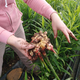Nasvet: Vzgojimo ingver, čudežno rastlino