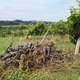 Štajerske vinograde lani napadel škržatek, kako varne so naše brajde letos?