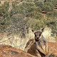 Vremenski fenomen: v avstralski puščavi rekordno nizke temperature