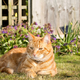 Poznate 3 nevarnosti, ki jih za pse in mačke prinaša pomlad?
