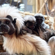 Veselje v Celju: Tropska hiša bogatejša za novo leglo ogrožene vrste opic