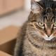 Video: Zakonca po nesreči zaprla mačko v škatlo in jo odposlala