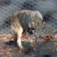 Volkovom v ZDA grozi množični odstrel