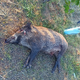 Senik: krivolovec ustrelil divjo svinjo in jo pustil v obcestnem jarku