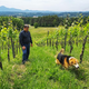 Slovensko vino proglašeno za najboljše oranžno vino na svetu
