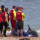 V Sydneyju zaprli plaže po napadu morskih psov na delfina