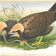 Redka zbirka ilustracij ptic Darwinovega sodelavca Johna Goulda je naprodaj za 2 milijona funtov