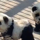 Obiskovalci živalskega vrta ogorčeni: namesto pand v kletki pobarvani psi