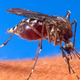 WHO: virus denge, ki ga razširjajo tigrasti komarji, predstavlja epidemiološko nevarnost