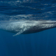 Zanimiva dejstva: veste, kako dolgega ima sinji kit?