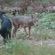 Volkovi podeželje spreminjajo v zverinjak, videli so jih tudi blizu vrtca