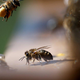 Robotski cvetovi za boljše razumevanje čebel
