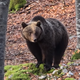 VIDEO: Pri delu v gozdu naletel na medvedko z mladičkom