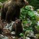 Previdno: Blizu naselja večkrat opažena medvedka z mladiči